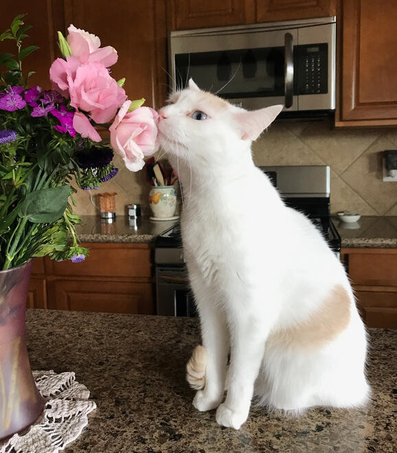 MeowMeow