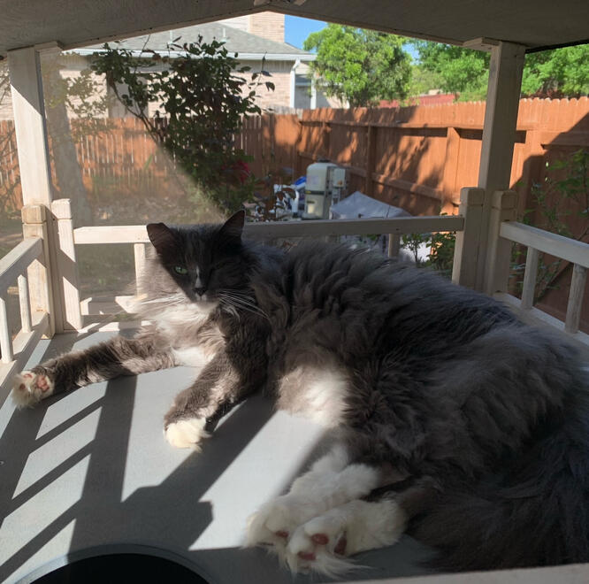 Mittens
