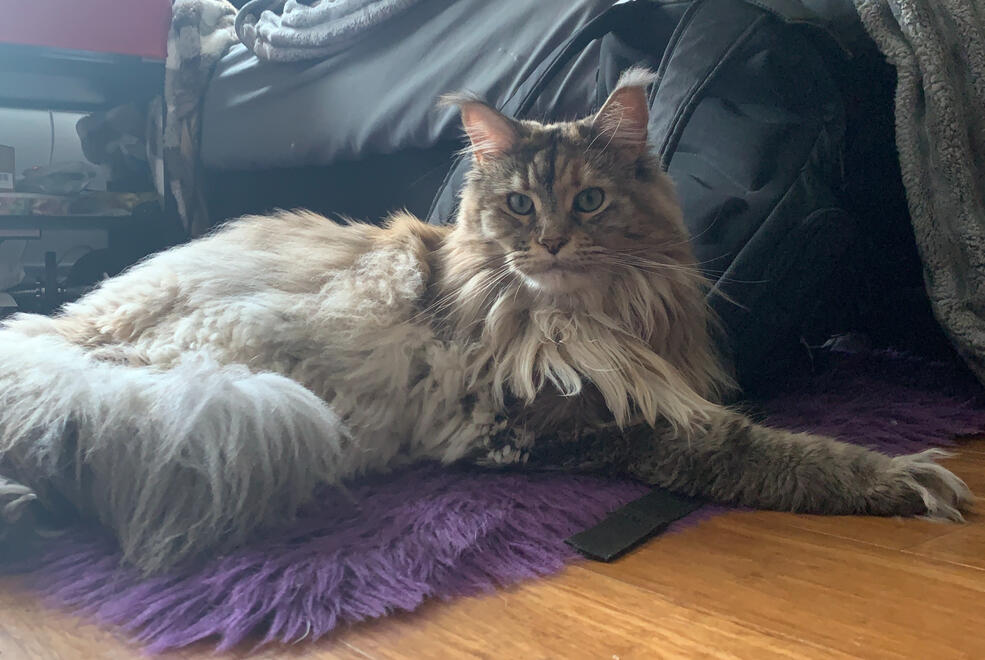 Moki